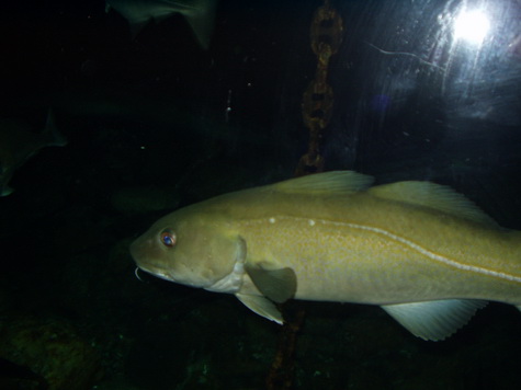 Mere fisk Mere fisk